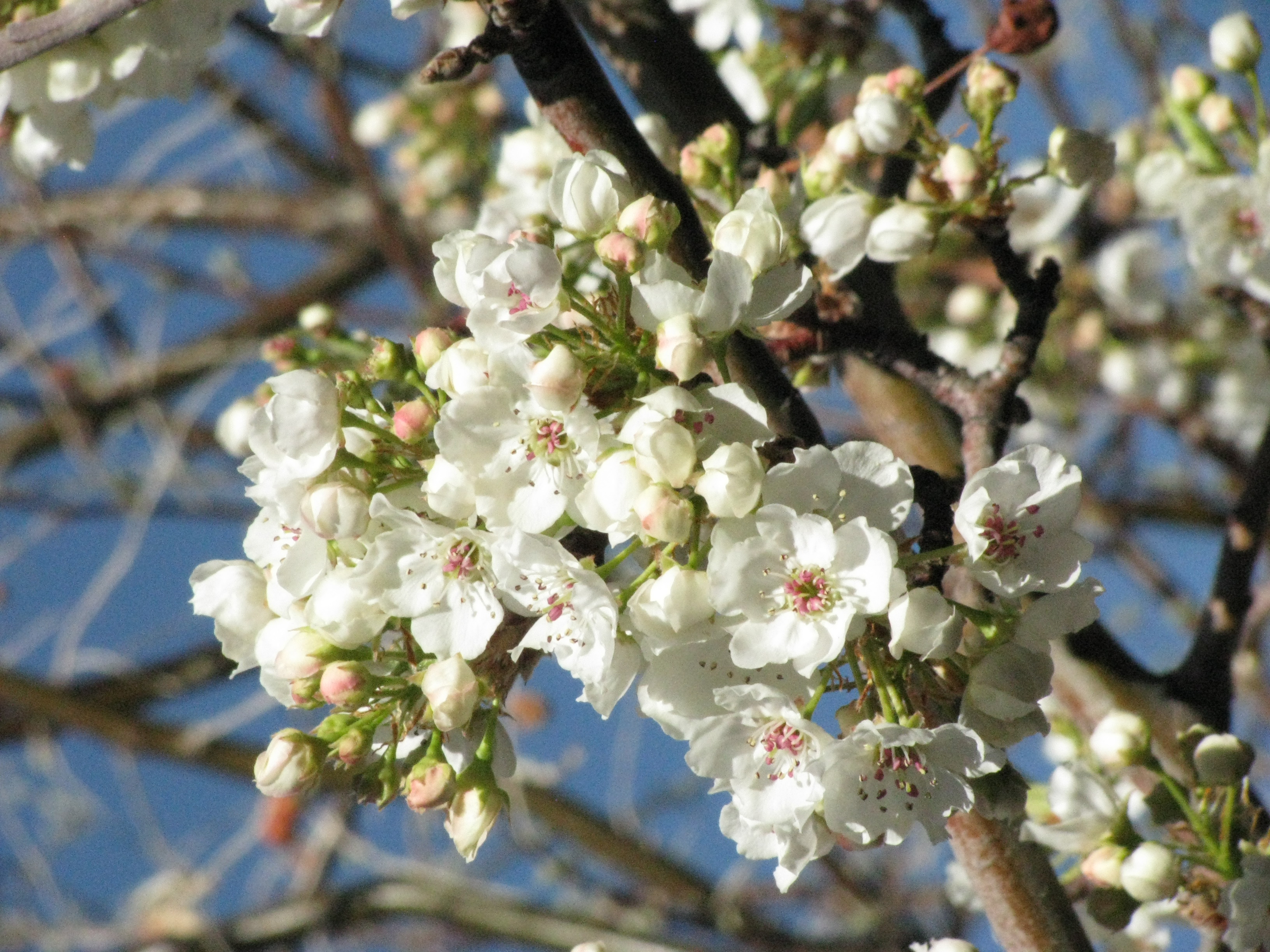 Pear BlossomsApril 2014021